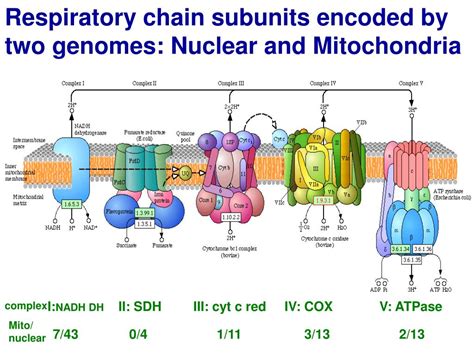 mitochondrial respiratory chain ppt